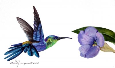 231 tropical hummingbird sm.jpg